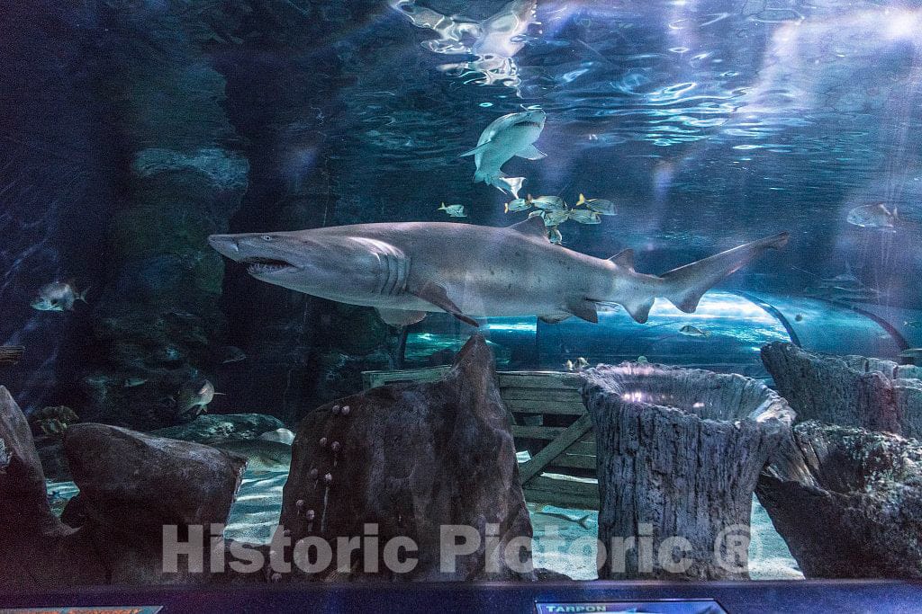 Photo- Underwater Life at Ripley's Aquarium in Myrtle Beach, South Carolina 5 Fine Art Photo Reproduction