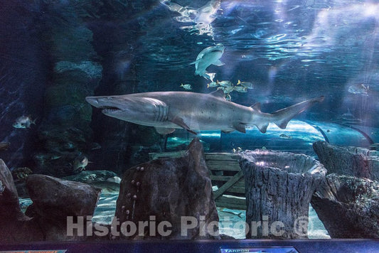 Photo- Underwater Life at Ripley's Aquarium in Myrtle Beach, South Carolina 5 Fine Art Photo Reproduction
