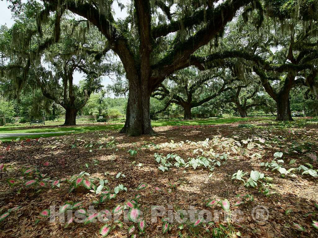 Photograph - Scene at Brookgreen Gardens, a vast Complex of Sculpture Gardens, Ecosystem Trails, a Wildlife Preserve and a Small Zoo on Four Former Rice plantations in Murrells Inlet 2