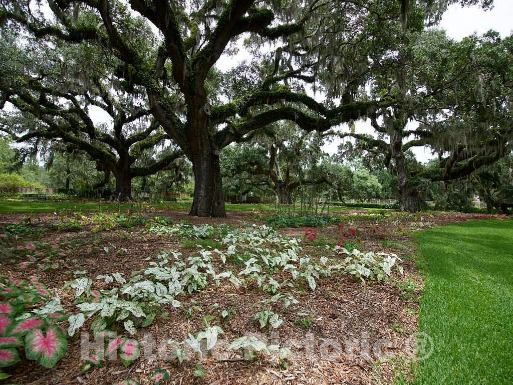 Photograph- at Brookgreen Gardens, a vast complex of sculpture gardens, ecosystem trails, a wildlife preserve and a small zoo on four former rice plantations in Murrells Inlet, South Carolina