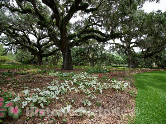 Photograph- at Brookgreen Gardens, a vast complex of sculpture gardens, ecosystem trails, a wildlife preserve and a small zoo on four former rice plantations in Murrells Inlet, South Carolina