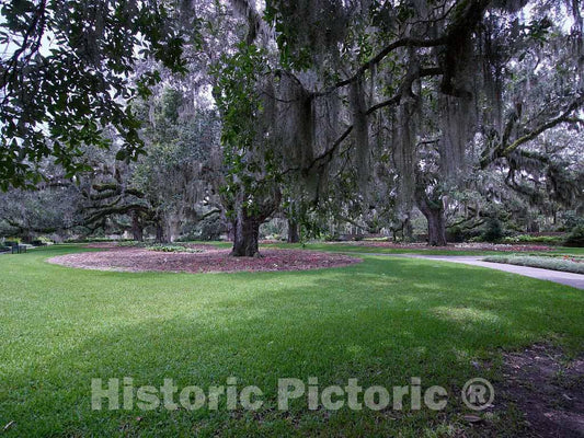 Photo - Spanish-moss-draped tree at Brookgreen Gardens, a vast complex of sculpture gardens, ecosystem trails- Fine Art Photo Reporduction