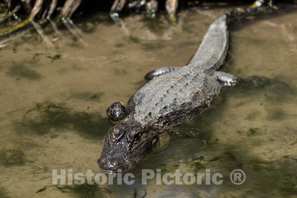 Photo- Alligators by The Hundreds are The Featured Attraction at Alligator Adventure 3 Fine Art Photo Reproduction