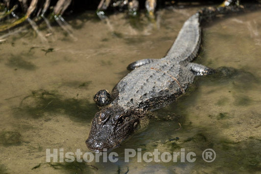 Photo- Alligators by The Hundreds are The Featured Attraction at Alligator Adventure 3 Fine Art Photo Reproduction