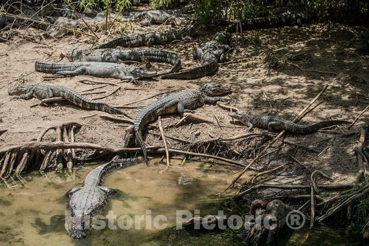 Photo- Alligators by the hundreds are the featured attraction at Alligator Adventure 5 Fine Art Photo Reproduction