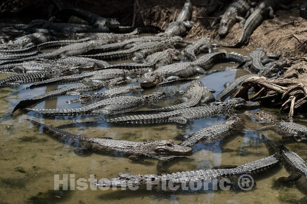 Photo- Alligators by The Hundreds are The Featured Attraction at Alligator Adventure 6 Fine Art Photo Reproduction