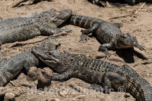 Photo- Alligators by the hundreds are the featured attraction at Alligator Adventure 8 Fine Art Photo Reproduction