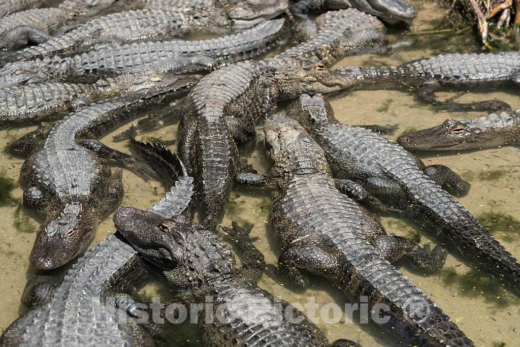 Photo- Alligators by The Hundreds are The Featured Attraction at Alligator Adventure 9 Fine Art Photo Reproduction