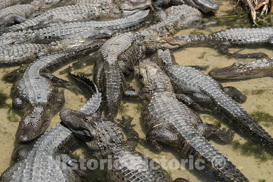 Photo- Alligators by The Hundreds are The Featured Attraction at Alligator Adventure 9 Fine Art Photo Reproduction