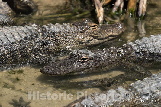 Photo- Alligators by The Hundreds are The Featured Attraction at Alligator Adventure 10 Fine Art Photo Reproduction