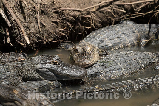 Photo- Alligators by The Hundreds are The Featured Attraction at Alligator Adventure 11 Fine Art Photo Reproduction