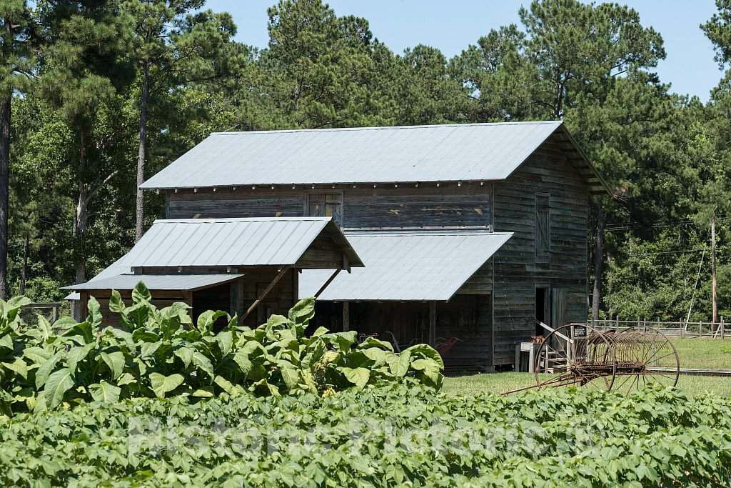 Photo - Tobacco Field and barn at The L.W. Paul Living History Farm, a Historical Museum Complex Near Conway in Horry County, South Carolina- Fine Art Photo Reporduction