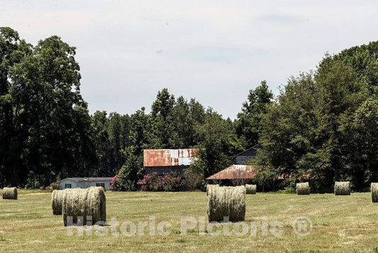 Photo - Hay Rolls, a Crepe Myrtle Tree in Full Bloom, and an Old, Rusting barn Near Latta, South Carolina- Fine Art Photo Reporduction