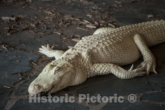 Photo- Alligators by The Hundreds are The Featured Attraction at Alligator Adventure 13 Fine Art Photo Reproduction