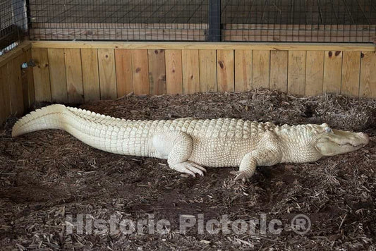 Photo- Alligators by The Hundreds are The Featured Attraction at Alligator Adventure 15 Fine Art Photo Reproduction