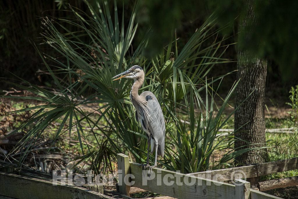 Photo- Alligators by The Hundreds are The Featured Attraction at Alligator Adventure 27 Fine Art Photo Reproduction