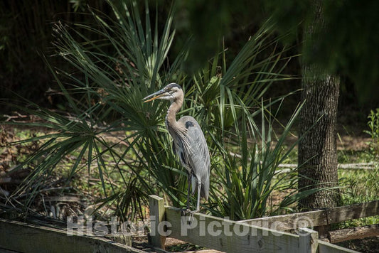 Photo- Alligators by The Hundreds are The Featured Attraction at Alligator Adventure 27 Fine Art Photo Reproduction