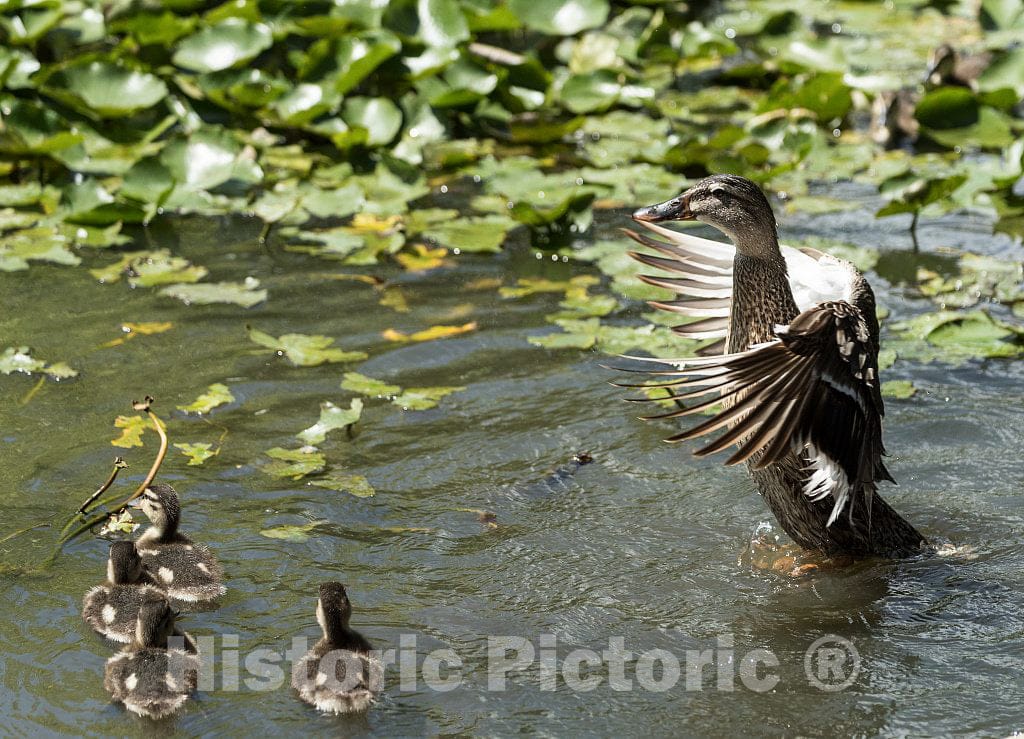 Photo- Alligators by The Hundreds are The Featured Attraction at Alligator Adventure 22 Fine Art Photo Reproduction