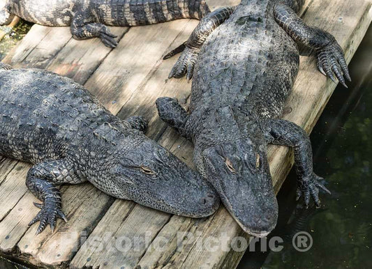 Photo- Alligators by The Hundreds are The Featured Attraction at Alligator Adventure 17 Fine Art Photo Reproduction
