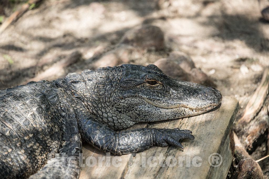 Photo- Alligators by The Hundreds are The Featured Attraction at Alligator Adventure 18 Fine Art Photo Reproduction