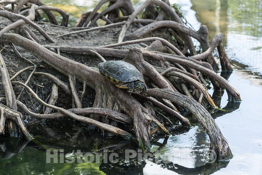 Photo- Alligators by the hundreds are the featured attraction at Alligator Adventure 21 Fine Art Photo Reproduction