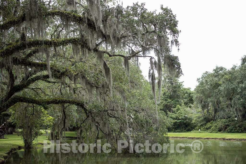 Photo- Spanish moss-draped trees at Brookgreen Gardens, a vast complex of sculpture gardens, ecosystem trails 2 Fine Art Photo Reproduction