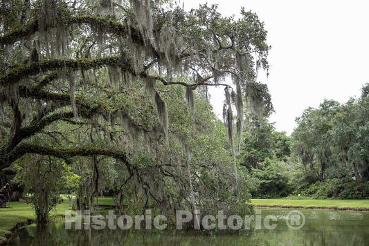 Photo- Spanish moss-draped trees at Brookgreen Gardens, a vast complex of sculpture gardens, ecosystem trails 2 Fine Art Photo Reproduction