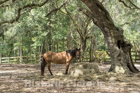 Photo - A Handsome Horse on The Lowcountry Trail- Fine Art Photo Reporduction