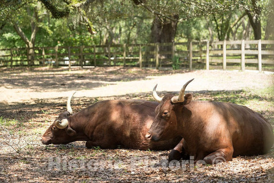 Photo - Red Devon cattle on the Lowcountry trail, part of Brookgreen Gardens, a vast complex of sculpture gardens, ecosystem trails- Fine Art Photo Reporduction
