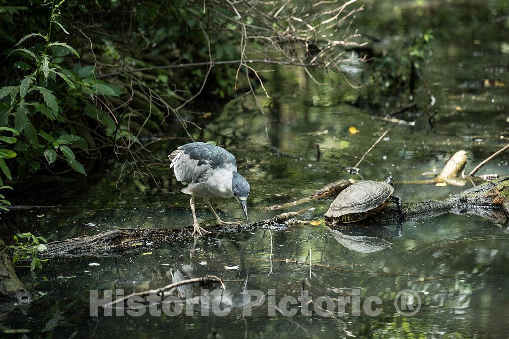 Photo - A Black-Crowned Night Heron and a Turtle at Brookgreen Gardens, a vast Complex of Sculpture Gardens, Ecosystem Trails- Fine Art Photo Reporduction