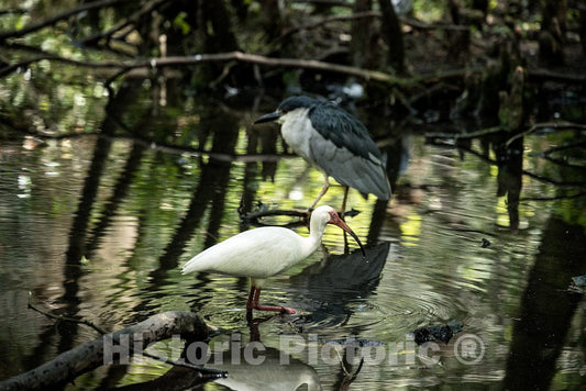 Photograph- A black-crowned night heron and a white heron at Brookgreen Gardens, a vast complex of sculpture gardens, ecosystem trails, a wildlife preserve and a small zoo on four former rice