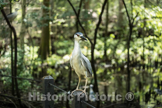 Photograph - A Black-Crowned Night Heron on The Lowcountry Trail, Part of Brookgreen Gardens 2
