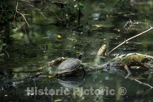 Photo- Turtle at Brookgreen Gardens, a vast complex of sculpture gardens, ecosystem trails, a wildlife preserve and a small zoo on four former rice plantations in Murrells Inlet