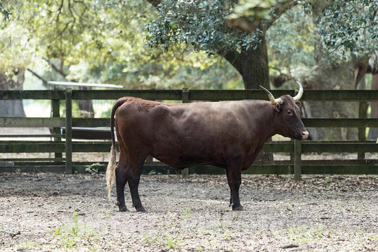 Photo - Red Devon Bull on The Lowcountry Trail, Part of Brookgreen Gardens, a vast Complex of Sculpture Gardens, Ecosystem Trails- Fine Art Photo Reporduction