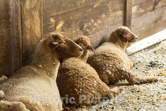 Photo- Sheep at Brookgreen Gardens, a vast Complex of Sculpture Gardens, Ecosystem Trails, a Wildlife Preserve and a Small Zoo on Four Former Rice plantations in Murrells Inlet