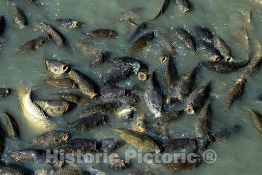 Photo - Fish in a lake that winds through the Broadway at the Beach amusement and entertainment area in Myrtle Beach, South Carolina- Fine Art Photo Reporduction