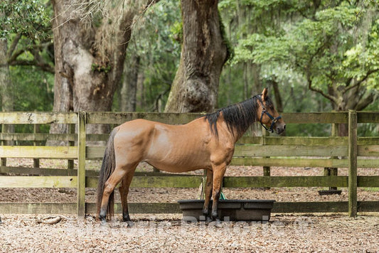 Photo - Horse on the Lowcountry Trail at Brookgreen Gardens, a vast complex of sculpture gardens, ecosystem trails- Fine Art Photo Reporduction