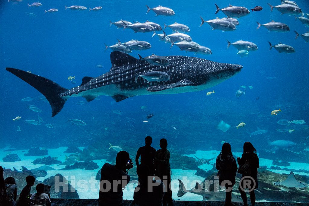 Photo- Living Exhibit at The Georgia Aquarium in Atlanta, The Capital City of The Southern U.S. State of Georgia and The state's Largest City 6 Fine Art Photo Reproduction
