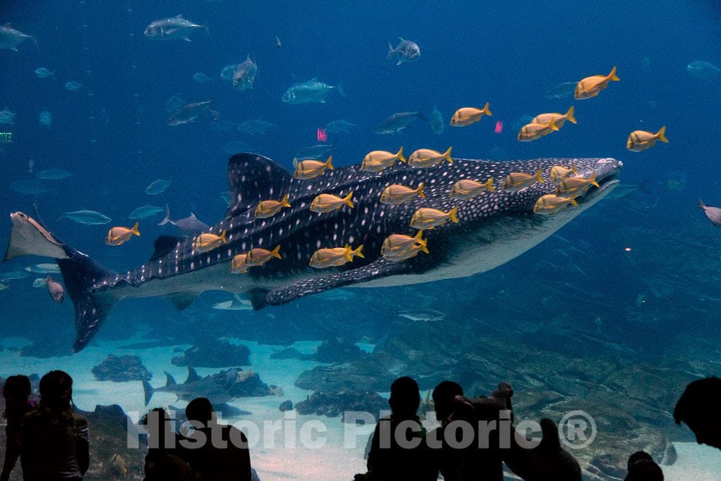Photo- Living Exhibit at The Georgia Aquarium in Atlanta, The Capital City of The Southern U.S. State of Georgia and The state's Largest City 7 Fine Art Photo Reproduction