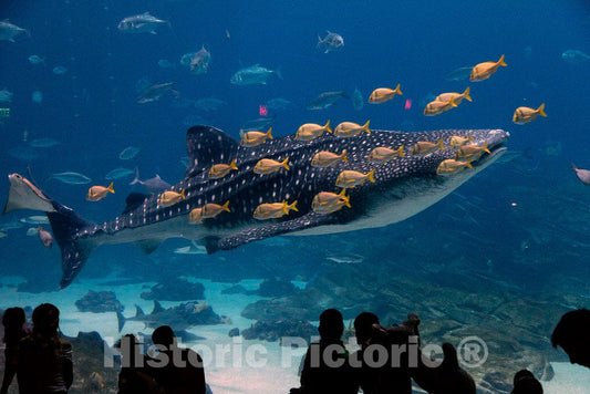 Photo- Living Exhibit at The Georgia Aquarium in Atlanta, The Capital City of The Southern U.S. State of Georgia and The state's Largest City 7 Fine Art Photo Reproduction