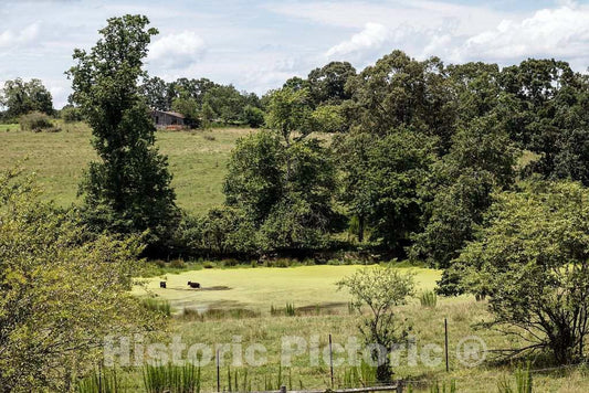 Photo - These Cows on a Farm in Habersham County, Georgia, Don't let a Little Green Pond scum Deter Them from Cooling Off on hot Summer Day- Fine Art Photo Reporduction