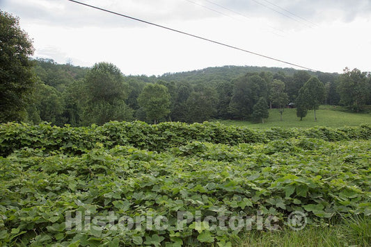 Photo - Kudzu, a pernicious invasive vine, overwhelms other vegetation along the road in Gilmer County, Georgia- Fine Art Photo Reporduction