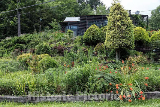 Photo - A homeowner Used Native Flowers and Plants to Landscape The Hill Below his or her House in Gilmer County, Georgia- Fine Art Photo Reporduction