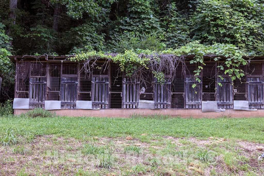 Photo - Curious pens, Possibly for Pigs, Stand Empty and Overgrown by Vines in Gilmer County, Georgia- Fine Art Photo Reporduction