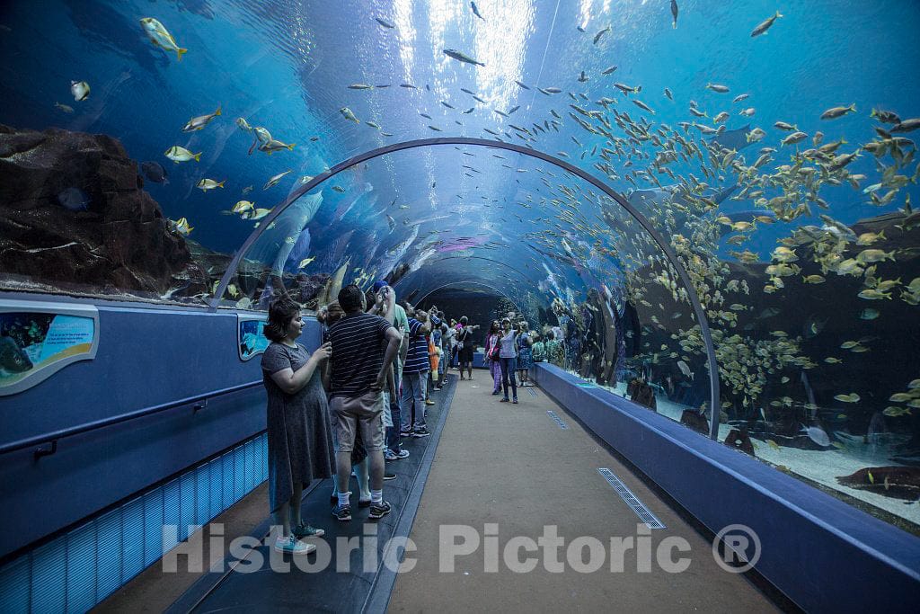 Photo- Living Exhibit at The Georgia Aquarium in Atlanta, The Capital City of The Southern U.S. State of Georgia and The state's Largest City 11 Fine Art Photo Reproduction