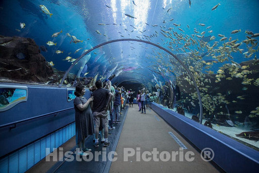 Photo- Living Exhibit at The Georgia Aquarium in Atlanta, The Capital City of The Southern U.S. State of Georgia and The state's Largest City 11 Fine Art Photo Reproduction