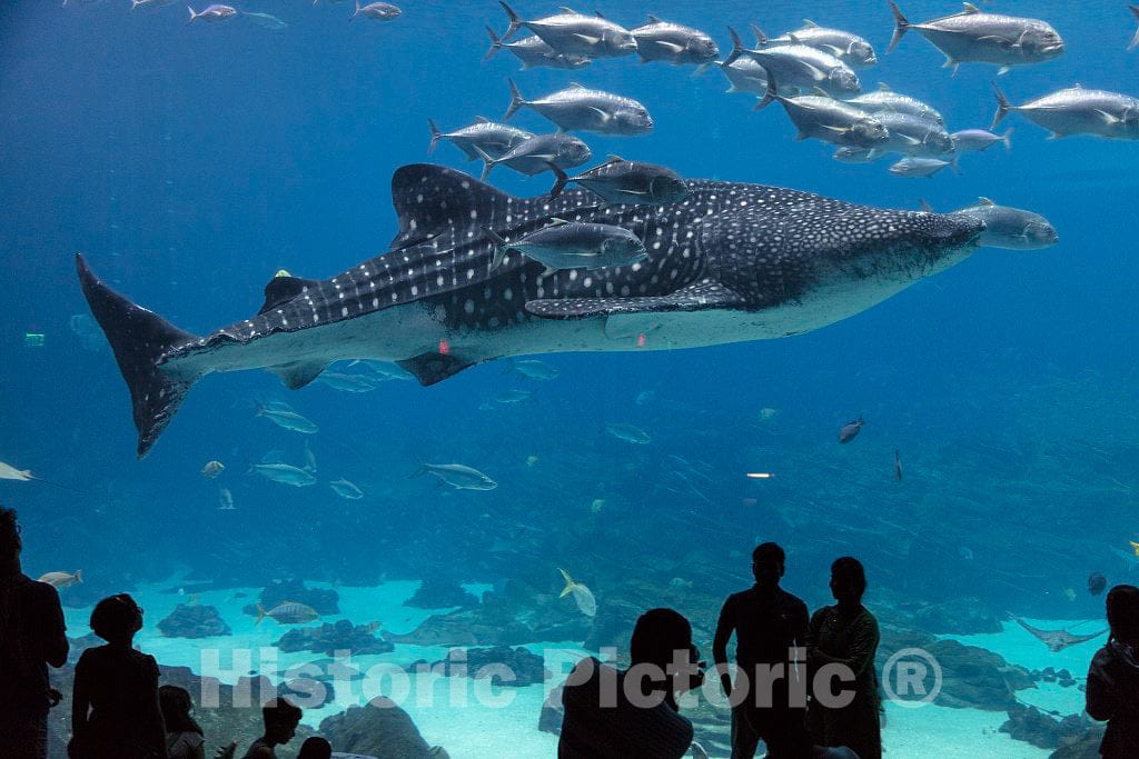 Photo- Living Exhibit at The Georgia Aquarium in Atlanta, The Capital City of The Southern U.S. State of Georgia and The state's Largest City 2 Fine Art Photo Reproduction