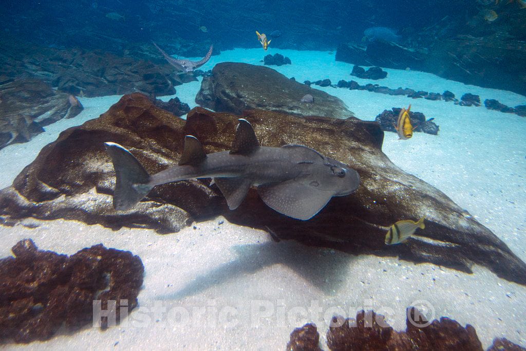 Photo- Living Exhibit at The Georgia Aquarium in Atlanta, The Capital City of The Southern U.S. State of Georgia and The state's Largest City 5 Fine Art Photo Reproduction