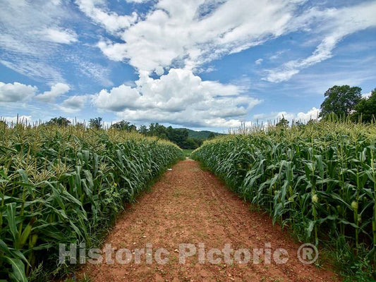 Photo- Dirt Road Beside a Cornfield Near Clarkesville in Habersham County, Georgia 1 Fine Art Photo Reproduction