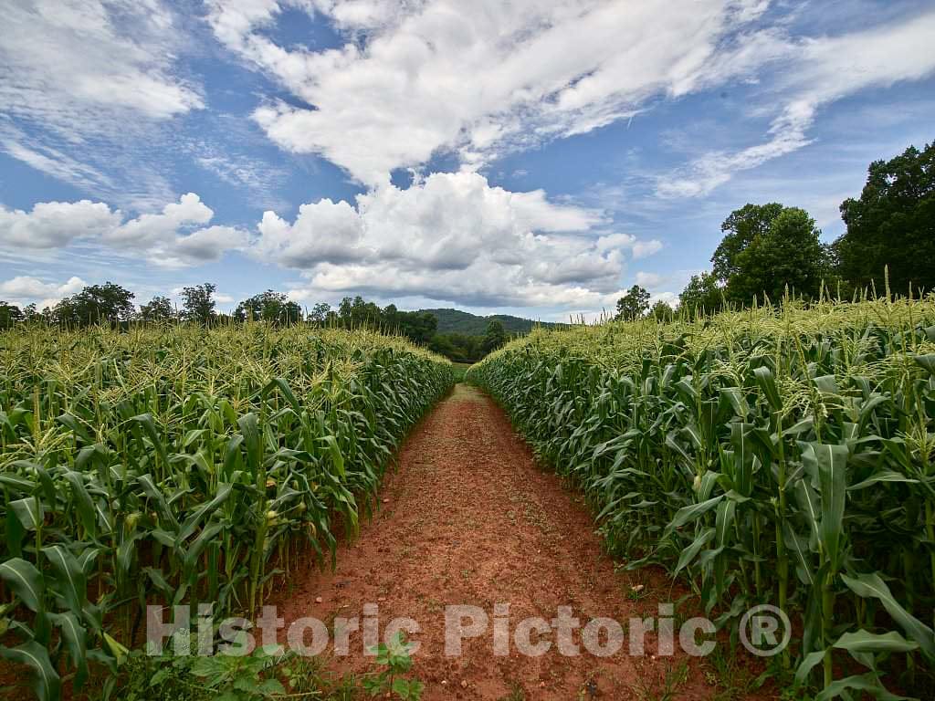 Photo- Dirt Road Beside a Cornfield Near Clarkesville in Habersham County, Georgia 3 Fine Art Photo Reproduction